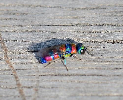 Chrysis semicincta