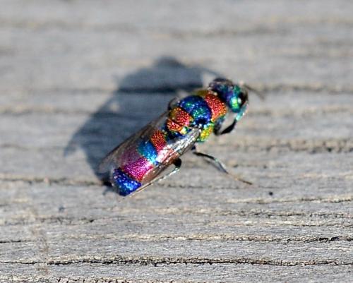 Réf. 240 077 : Chrysis semicincta