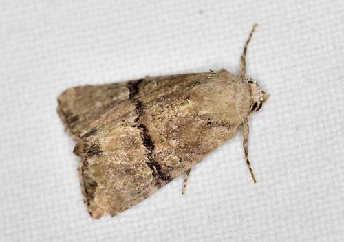 Réf. 240 900 : Mesoligia furuncula