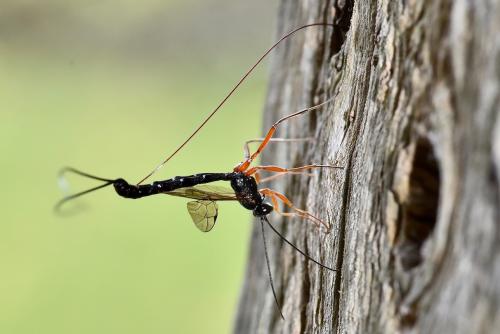 Réf. 240 903 : Ephialtes sp.