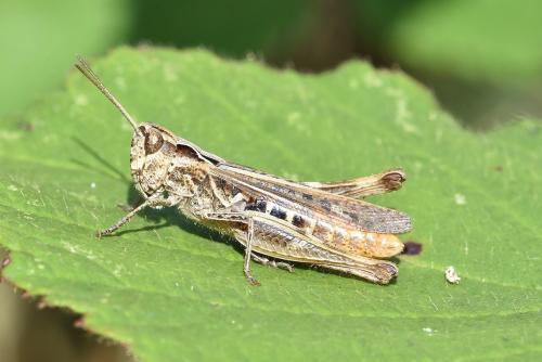 Réf. 240 965 : Chorthippus vagans vagans