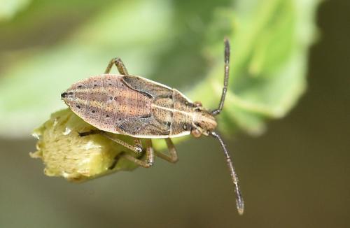 Réf. 240 199 : Maccevethus sp.
