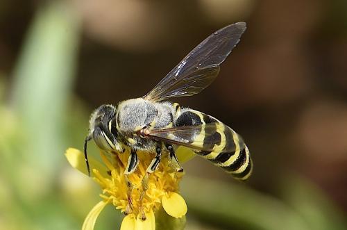 Bembix sp.