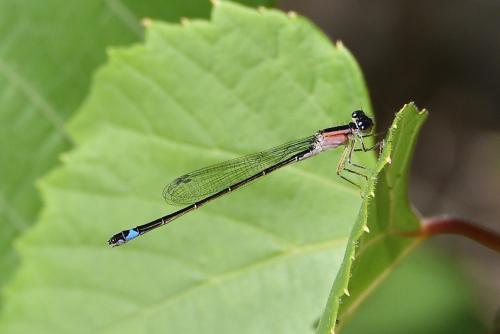 Ischnura elegans