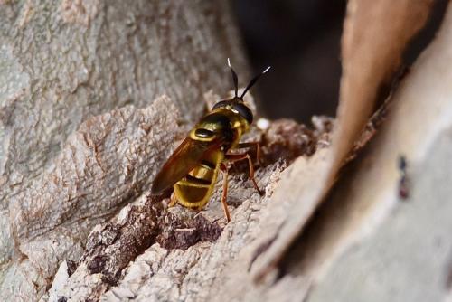 Callicera spinolae