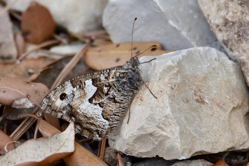 Réf. 240 572 : Hipparchia semele