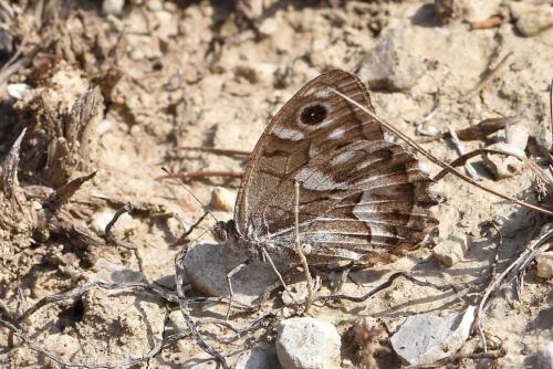 Réf. 240 633 : Hipparchia fidia