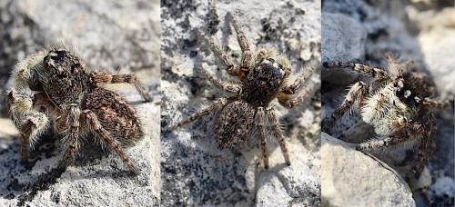 Philaeus chrysops