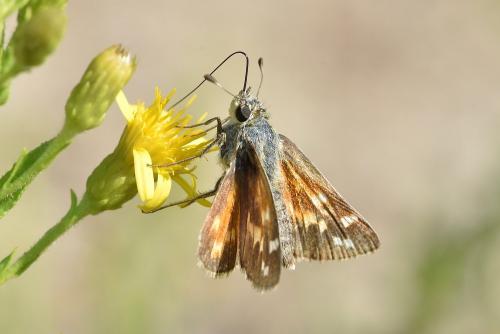 Réf. 240 574 : Hesperia comma