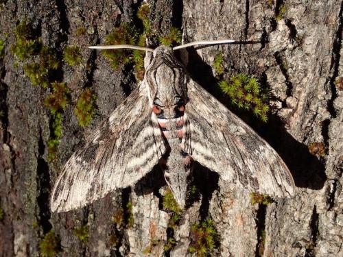 Réf. 240 939 : Agrius convolvuli