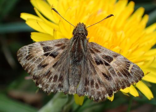 Réf. 240 761 : Carcharodus alceae