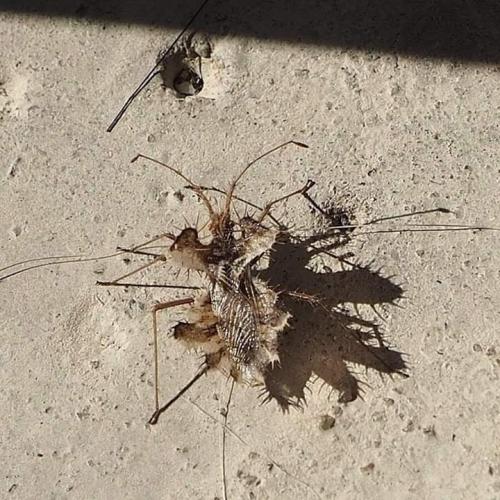 Réf. 240 071 : Phyllomorpha laciniata