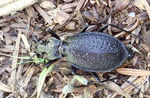 Réf. 240 990 : Carabus arcadicus