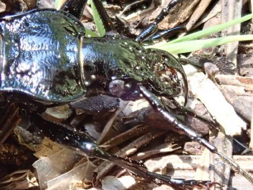 Réf. 240 991 : Carabus arcadicus