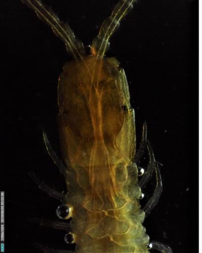 Pachymerium ferrugineum