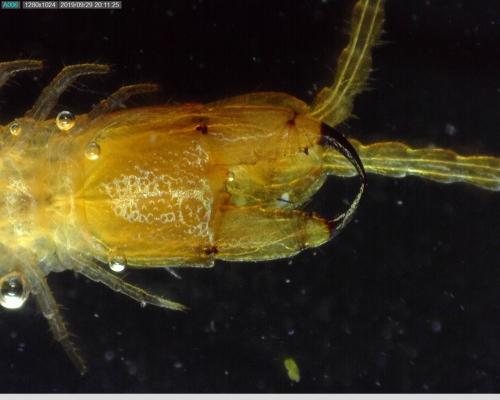 Réf. 240 998 : Pachymerium ferrugineum