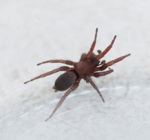 Scotophaeus sp.