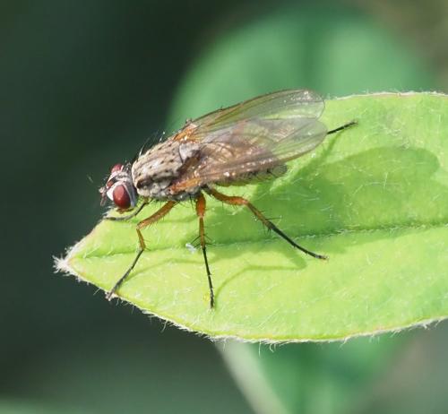 Hylemya nigrimana