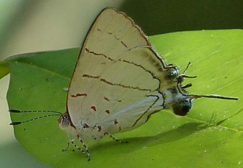 Réf. 240 622 : Hemiolaus sp.