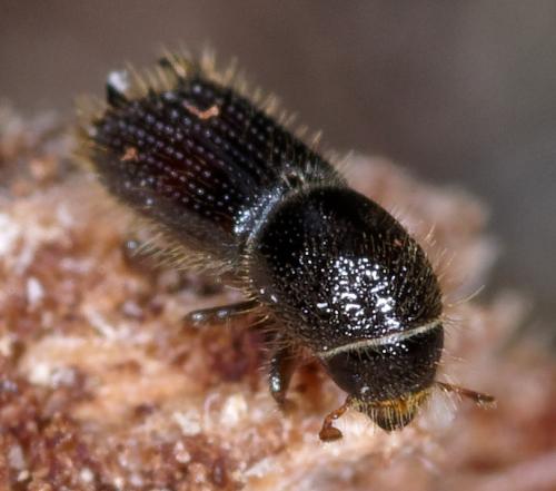 Pityokteines sp.