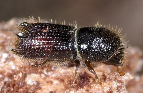 Pityokteines sp.