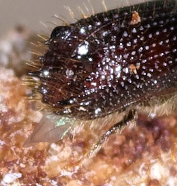 Pityokteines sp.