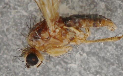 Lonchoptera lutea