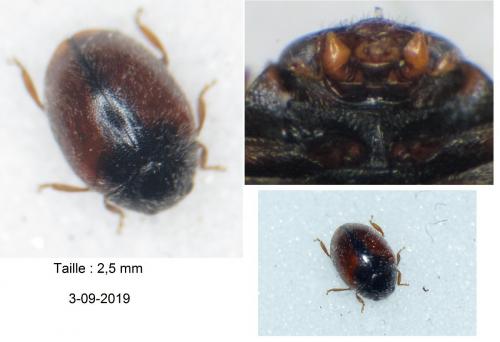 Scymnus suturalis