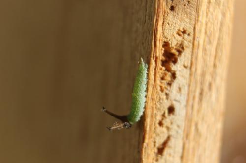 Réf. 240 316 : Apatura ilia