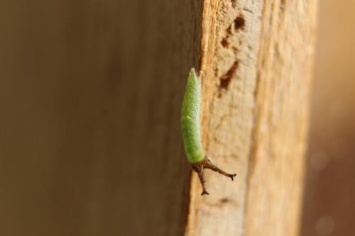 Réf. 240 315 : Apatura ilia