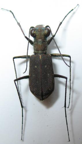 Réf. 240 209 : Cylindera octoguttata