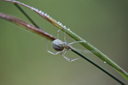 Enoplognatha sp.