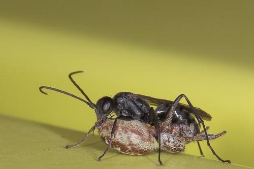 Macaroeris nidicolens
