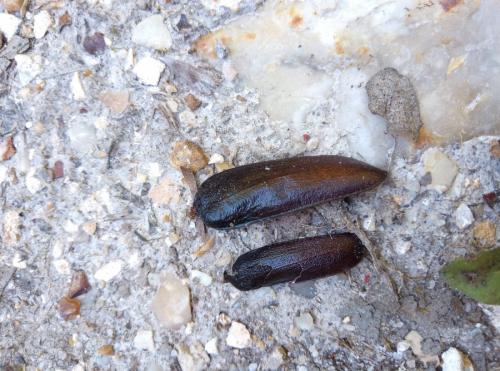 Prionus coriarius