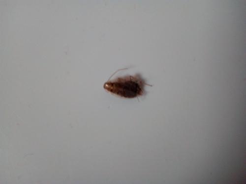 Ectobius sp.