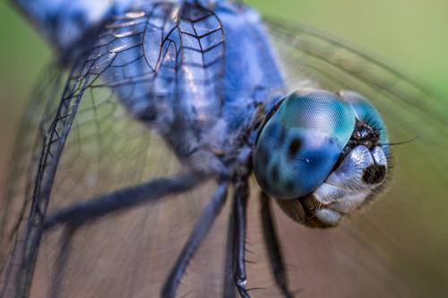 Sympetrum gracile