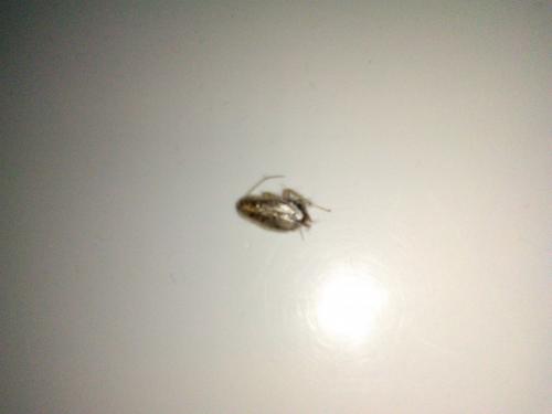 Ectobius sp.