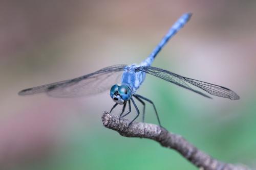 Sympetrum gracile