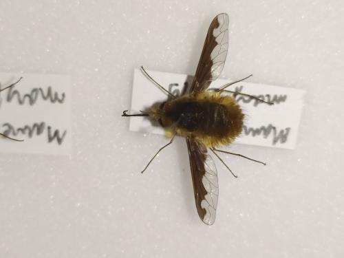 Réf. 240 647 : Bombylius major