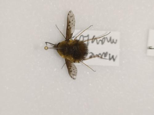 Bombylius discolor