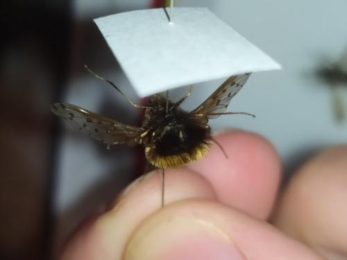 Bombylius discolor