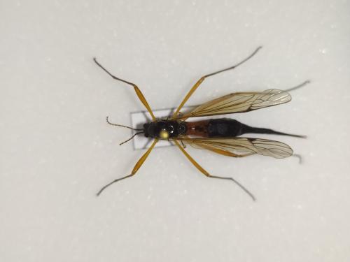 Tanyptera atrata