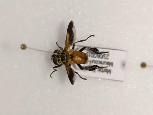 Trichopoda pictipennis
