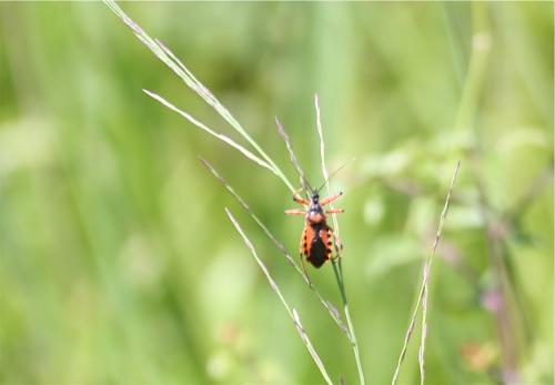 Rhynocoris iracundus