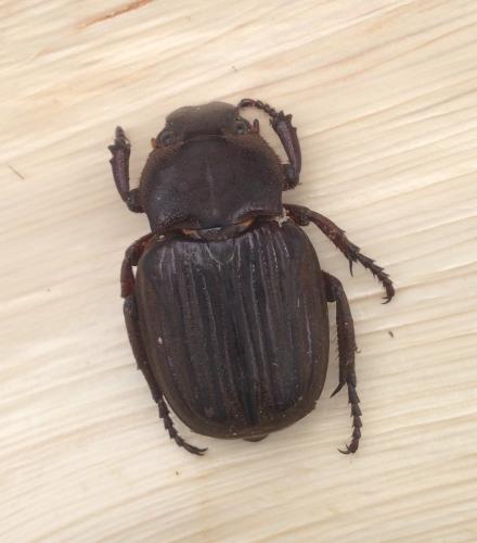 Réf. 240 065 : Platygenia sp.
