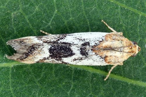 Réf. 240 364 : Pterothrixidia rufella