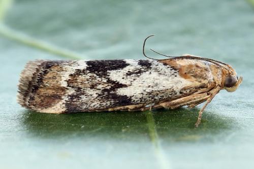 Réf. 240 363 : Pterothrixidia rufella
