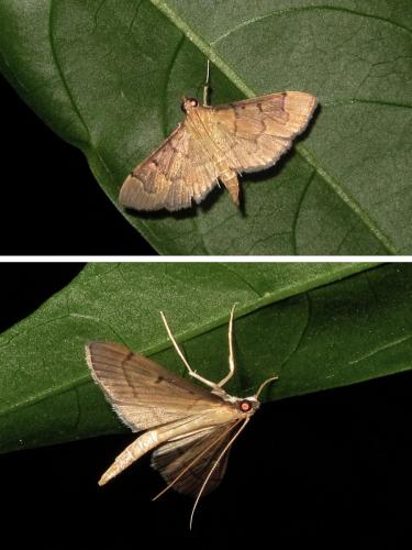Herpetogramma sp.
