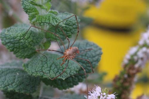 Phalangium opilio