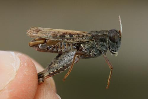 Réf. 240 646 : Calliptamus barbarus barbarus